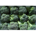 High Quality Fresh Broccoli Exporter From China